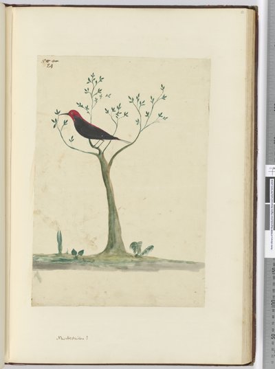 f.24 New Hebrides？、1772-75（wc） 作： Isaac Smith