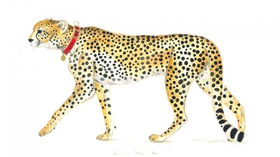 優雅に歩くチーター 作： 