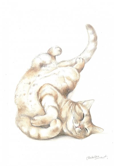 くつろぐ猫 作： 