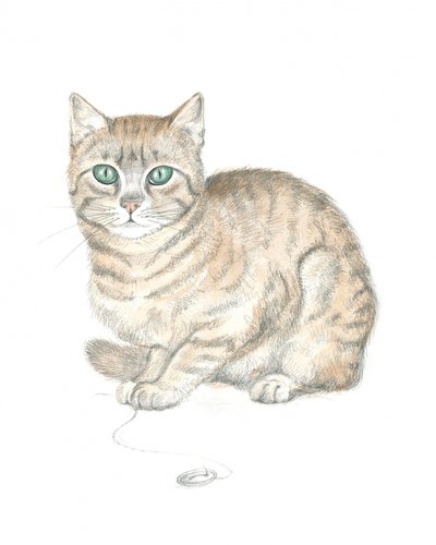 トラ猫とボタン 作： 