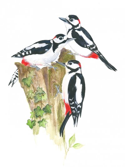 キツツキ 作： 