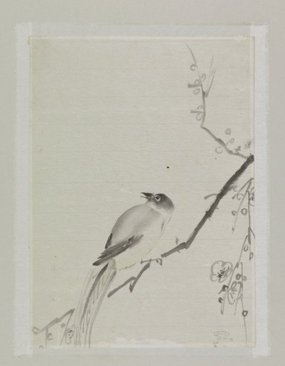 桜の木の枝にとまる鳥 作： Ishikawa Kazan