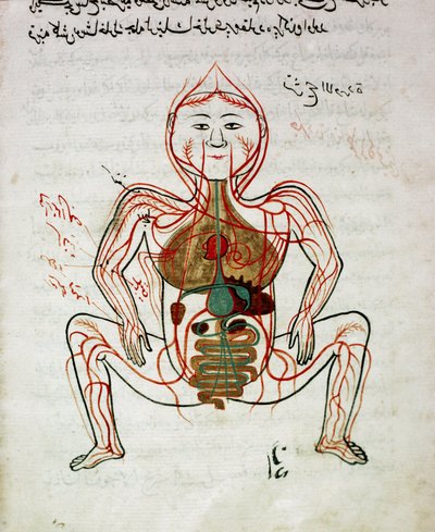 アラビアの医学。"血液循環と消化器系" 解剖学写本のミニチュア "Tashrih bi al-Taswir" Mansur (Mansur) ibn Ilyas (1390年頃) 17世紀 イスタンブール、大学付属図書館 作： Islamic School