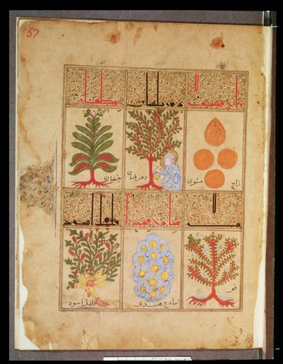 Ms. Arabe 2964 fol.57 Theriacの薬用植物、Garianの後のTheriacの治療から、1217 作： Islamic School