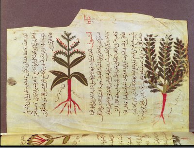 Ms. Arabe 4947 fol.84、Dioscorideによる論文からの植物、13世紀 作： Islamic School