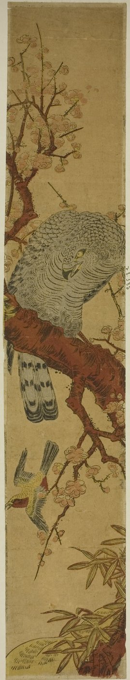 逃げる鳥を見下ろす梅の枝のタカ 作： Isoda Koryusai