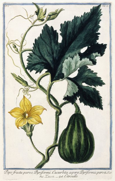 カボチャ、1772年-1784年 作： Italian School