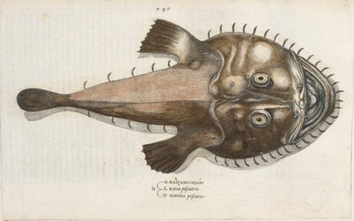 イッポリト・サルビアーニ作「Aquatilium Animalium Historiæ liber primus」のイラスト、ヒキガエルの魚 作： Italian School