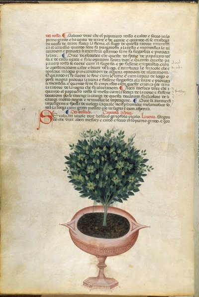 鉢植えのバジル、「カラーラ ハーブ」のイラスト、パドヴァ、1400 年頃（紙に金のペンとインク） 作： Italian School