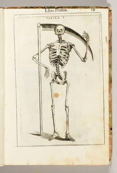 グイド・グイディの「De Anatome Corporis Humani Libri VII」から、死神のスタイルで鎌を持った骸骨。 作： Italian School