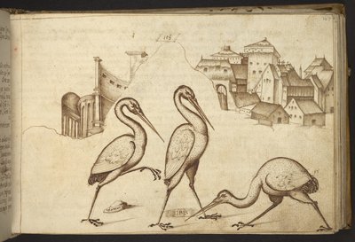 追加。 82955、f.107   イビス（「イベ」）。  、ヒストリアアニマルリウムから、 (さまざまな種の動物と神話上の生き物の 245 のペンとインクの図面で構成され、それぞれに説明が付いています。)    1595年 作： Italian School