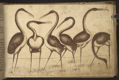 追加。 82955、f.110 鳥。   、ヒストリアアニマルリウムから、 (さまざまな種の動物と神話上の生き物の 245 のペンとインクの図面で構成され、それぞれに説明が付いています。)    1595年 作： Italian School