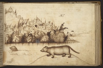 追加。 82955、f.150 カワウソ (「ルトリア」)。  、ヒストリアアニマルリウムから、 (さまざまな種の動物と神話上の生き物の 245 のペンとインクの図面で構成され、それぞれに説明が付いています。)    1595年 作： Italian School