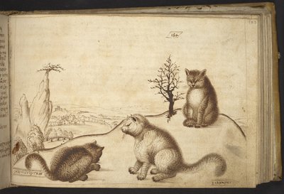 追加。 82955、f.183 野生の猫 (