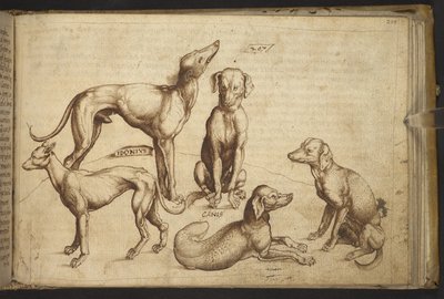 追加。 82955、f.206 さまざまな品種の犬 (「カニス」)。  、ヒストリアアニマルリウムから、 (さまざまな種の動物と神話上の生き物の 245 のペンとインクの図面で構成され、それぞれに説明が付いています。)    1595年 作： Italian School