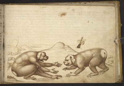 追加。 82955、f.244 戦っている犬のような生き物 (「Cinocephalus」)、Historia Animalium より 作： Italian School