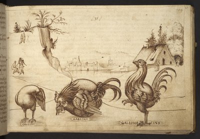 追加。 82955、f.37   ニワトリ (「gallina」、「gallinaceus」)。  、ヒストリアアニマルリウムから、 (さまざまな種の動物と神話上の生き物の 245 のペンとインクの図面で構成され、それぞれに説明が付いています。)    1595年 作： Italian School