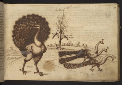 追加。 82955、f.53 クジャク (