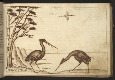追加。 82955、f.70   サギ（「アルデオラ」）。  、ヒストリアアニマルリウムから、 (さまざまな種の動物と神話上の生き物の 245 のペンとインクの図面で構成され、それぞれに説明が付いています。)    1595年 作： Italian School