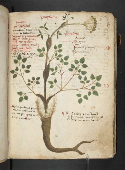 MS 41623 