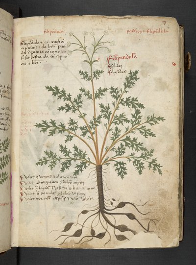 MS 41623 