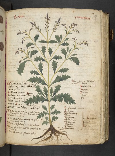 MS 41623 