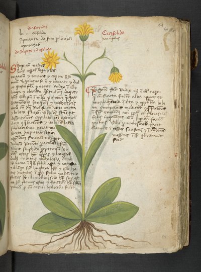 MS 41623 