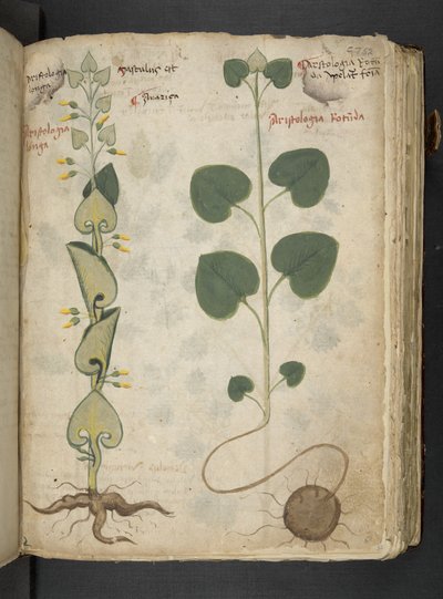 MS 41623 