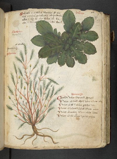 MS 41623 