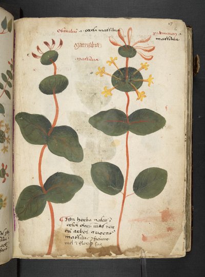MS 41623 
