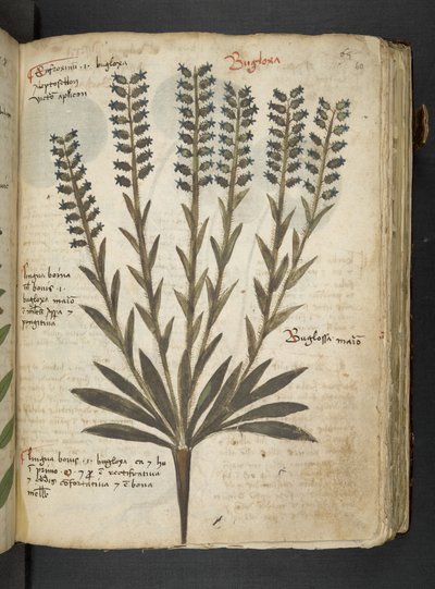 MS 41623 