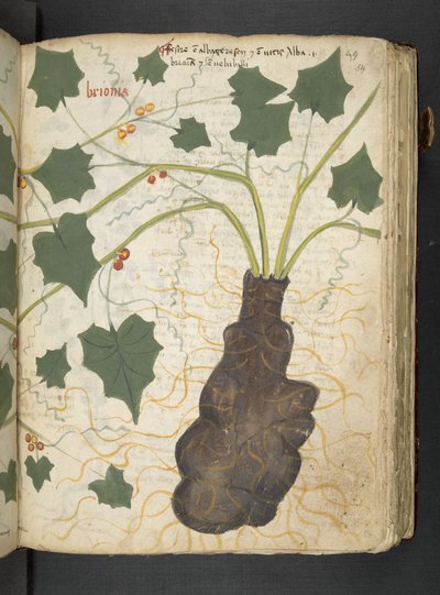 MS 41623 