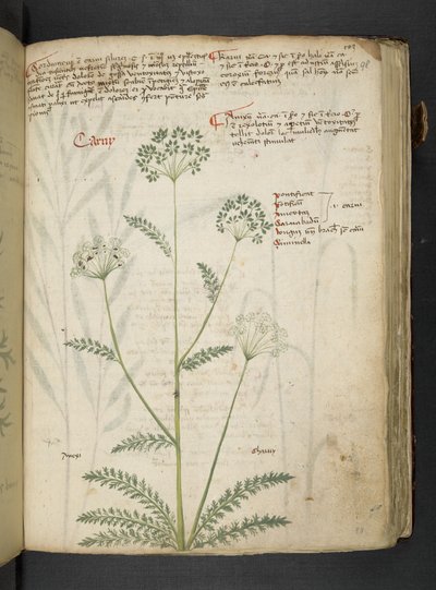 MS 41623 