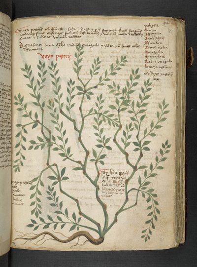 MS 41623 
