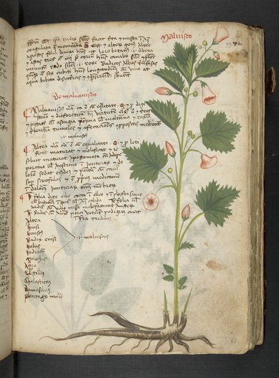 MS 41623 