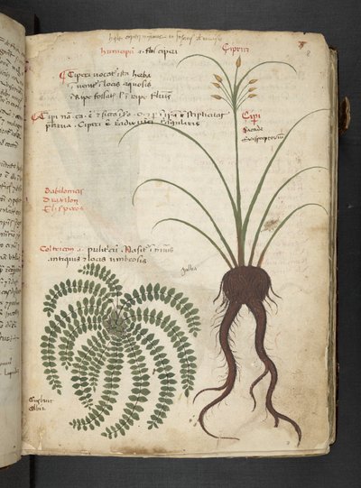 MS 41623 