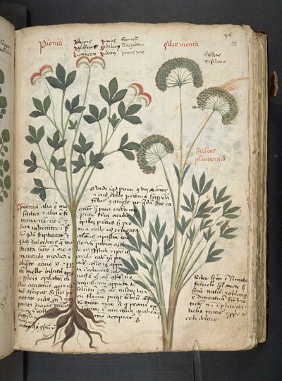MS 41623 