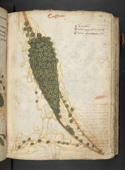 MS 41623 