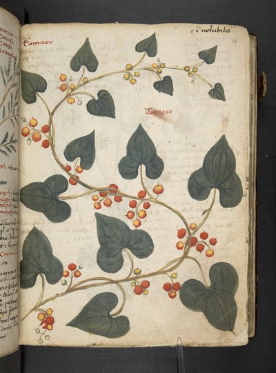 MS 41623 