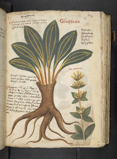 MS 41623 