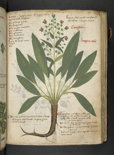 MS 41623 