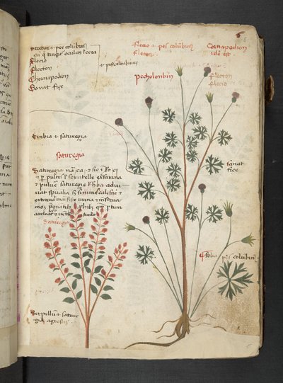 MS 41623 
