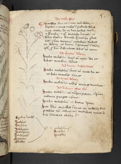 MS 41623 