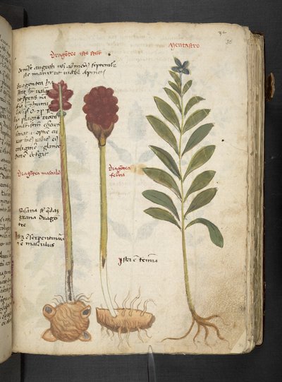 MS 41623 