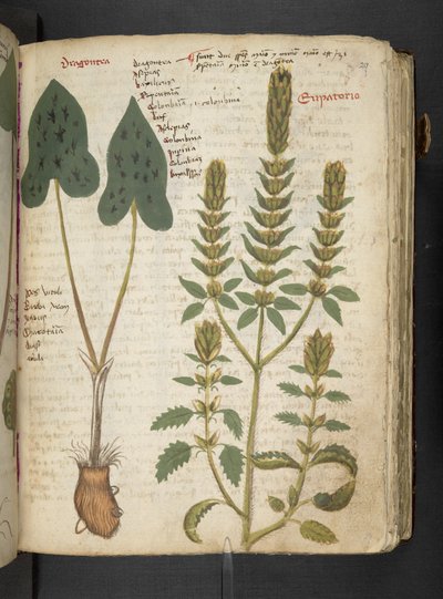 MS 41623 