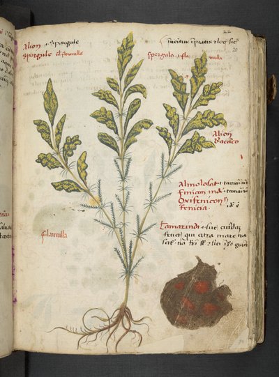 MS 41623 