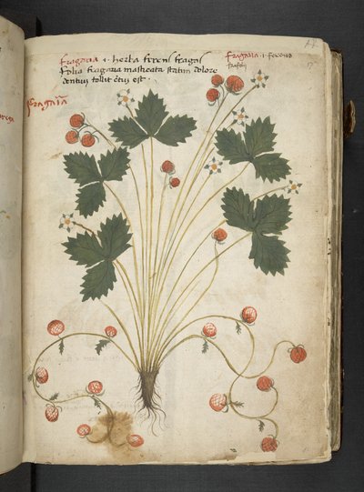 MS 41623 