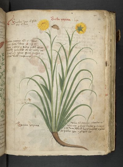 MS 41623 