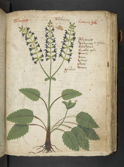 MS 41623 