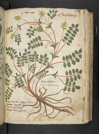 MS 41623 